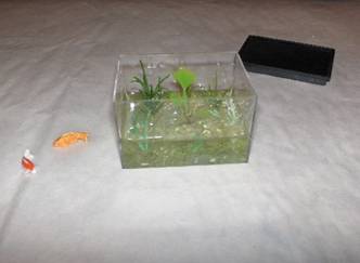 Miniature Aquarium