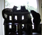 Cat friends enjoying minis!