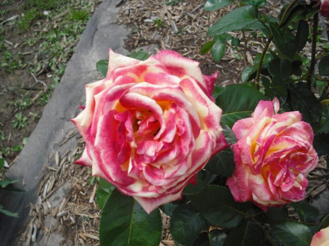 Love And Peace Rose. Peace and love Rose