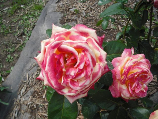 Peace and love Rose Love And Peace Rose. Peace and love Rose