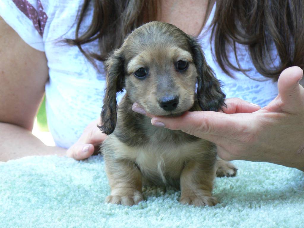 Longhair Mini Dachshund Puppies Good Pets Acting Cute The